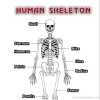 /img/avat/thumb/Human-Skeleton-Questions-and-Answers-237-6428292315.jpg
