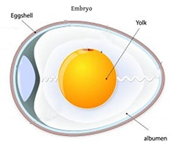 tructure of an egg