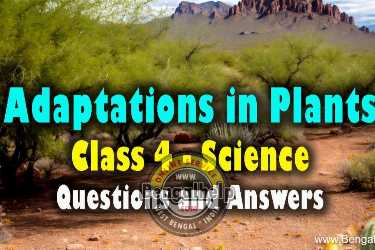 Adaptations-in-Plants-Class-4---Science---Questions-and-Answers-132-7184934116.jpg