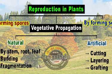 How-do-Plants-Grow-Class-5-Science-Chapter-1-227-1216470385.jpg