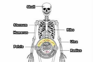 Human-Skeleton-Questions-and-Answers-237-6428292315.jpg