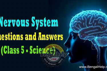 Nervous-System-Questions-and-Answers-250-3837197894.jpg