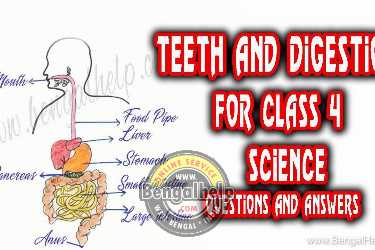 Teeth-and-Digestion-for-class-4-Questions-and-Answers-150-9085222118.jpg